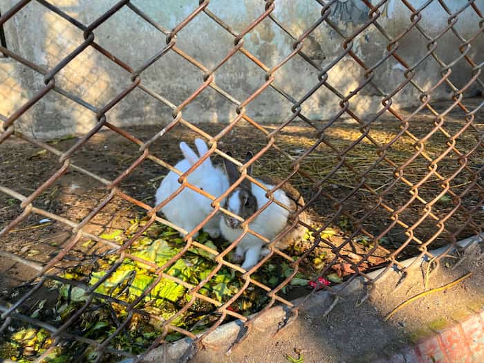 خرگوش باغ وحش بابلسر